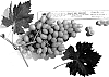 Vitis%20vinifera%20%27Blanc%20Seedless%27