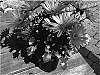 Osteospermum%20ecklonis%20%27Sunny%20Plum%20Serena%27