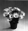 Osteospermum%20ecklonis%20%27Sunny%20Antique%20Serena%27