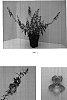 Angelonia%20angustifolia%20%27Balangpikim%27