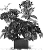 Rosa%20hybrida%20%27FRAntasia%27