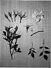 Rosa%20hybrida%20%27KORoskin%27