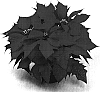 Euphorbia%20pulcherrima%20%27ATN%20VR2%27