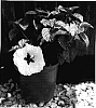 Hibiscus%20rosa-sinensis%20%27BIG%20BIRD%27
