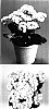 Kalanchoe%20blossfeldiana%20%27KJ%202003%200852%27