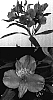 Alstroemeria%20hybrida%20%27Lucca%27