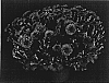 Chrysanthemum%20x%20morifolium%20%27Yojenna%27