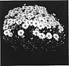 Chrysanthemum%20x%20morifolium%20%27Yogwendolyn%27