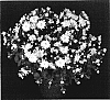 Chrysanthemum%20x%20morifolium%20%27Yodiana%27