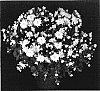 Chrysanthemum%20x%20morifolium%20%27Yodiana%27
