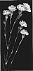 Dianthus%20caryopyllus%20%27Yoder%20Joy%27