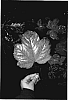 Acer%20pseudoplatanus%20%27Tunpetti%27