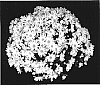 Chrysanthemum%20x%20morifolium%20%27Frosty%20Yojeanette%27