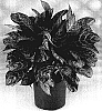 Aglaonema%20hybrida%20%27Calypso%27