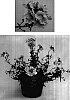 Nemesia%20hybrid%20%27Inupyel%27