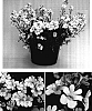 Nemesia%20hybrid%20%27Intraibana%27