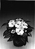 Impatiens%20hawkeri%20%27Ingborg%27