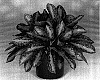 Aglaonema%20hybrida%20%27Key%20Largo%27