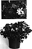 Oxalis%20regnellii%20%27Jroxblavel%27