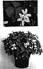Oxalis%20regnellii%20%27Jroxfroja%27