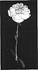 Dianthus%20caryophyllus%20%27Yoder%20Show%27