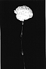 Dianthus%20caryophyllus%20%27Yoder%20Ice%27