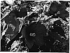 Hisbiscus%20moscheutos%20%27Splash%20Yopinot%20Noir%27