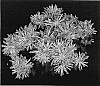 Chrysanthemum%20x%20morifolium%20%27Yooceanna%27
