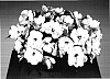 Impatiens%20hawkeri%20%27Fisco%20Lipink%27