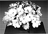 Impatiens%20hawkeri%20%27Fisco%20Litorch%27