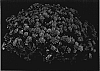 Chrysanthemum%20x%20morifolium%20%27Yomelanie%27