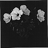 Hibiscus%20rosa-sinensis%20%27Maui%20Wind%27