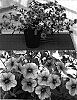 Calibrachoa%20sp.%20%27Sunbelore%27