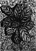 Calathea%20hybrida%20%27TWYCA0018%27