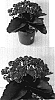 Kalanchoe%20blossfeldiana%20%27Don%20Juan%27