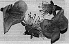 Prunus%20persica%20var.%20nucipersica%20%27Nectapink%27