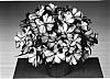 Impatiens%20hawkeri%20%27Fisco%20Swered%27
