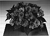 Impatiens%20hawkeri%20%27Fisco%20Deepsalm%27