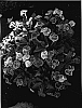 Euphorbia%20milii%20%27Katie%27s%20Crown%27