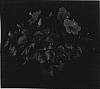 Hibiscus%20rosa-sinensis%20%27Cajun%20Wind%27