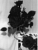 Rosa%20hybrida%20%27BENdiez%27