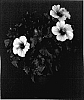 Hibiscus%20rosa-Sinensis%20%27Reggae%20Breeze%27