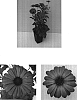 Osteospermum%20ecklonis%20%27Balserdalav%27
