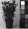 Hybrid%20Dianthus%20caryophyllus%20%27CFPC%20Annette%27