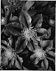 Clematis%20sp.%20%27Carnival%27
