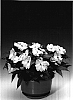 Impatiens%20hawkeri%20%27Ingrepu%27