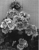 Pelargonium%20x%20hortorum%20%27Pactal%27