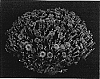 Chrysanthemum%20x%20morifolium%20%27Yosherry%27