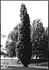 Quercus%20robur%20fastigiata%20x%20Quercus%20bicolor%20%27Nadler%27