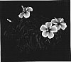 Hibiscus%20rosa-sinensis%20%27YOHIB%202136%27